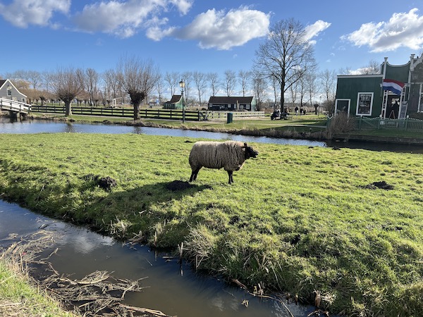 オランダ　風車　羊
